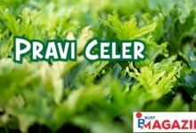Pravi Celer