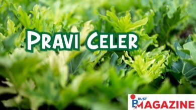 Pravi Celer