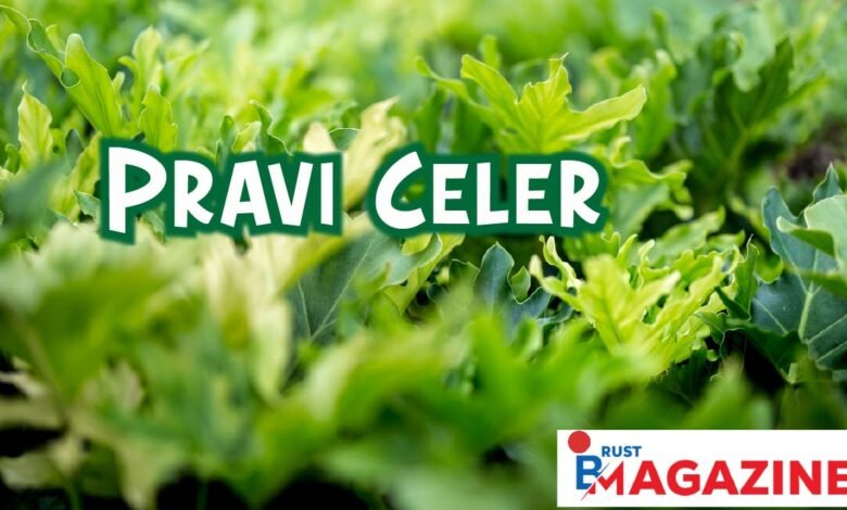 Pravi Celer