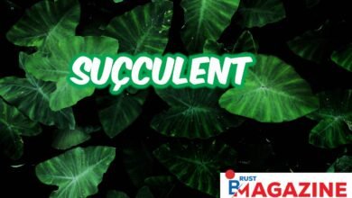 Suçculent