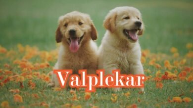 Valplekar